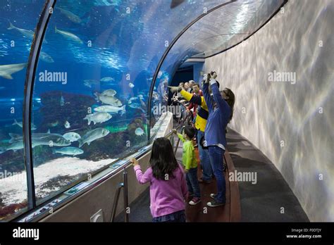 Tunnel in Barcelona Aquarium ocean fish tank in Barcelona, Catalonia, Spain Stock Photo - Alamy