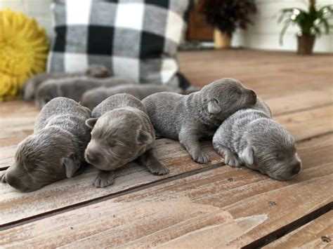 Silver Lab Retriever Puppies for Sale | Silver and Charcoal Kennels