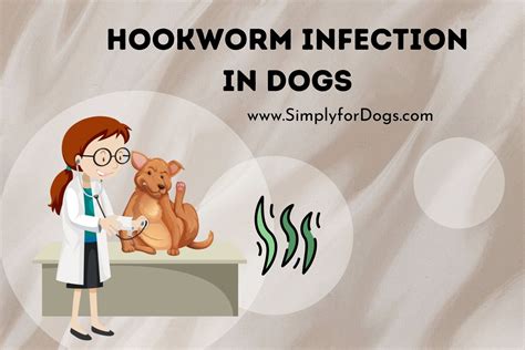 Hookworm Infection in Dogs (Quick Prevent) - Simply For Dogs