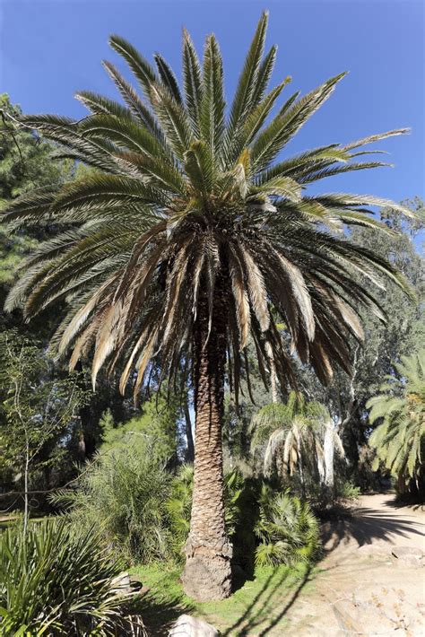 Information On Canary Island Date Palms - Guide To Planting A Canary Island Date Palm ...