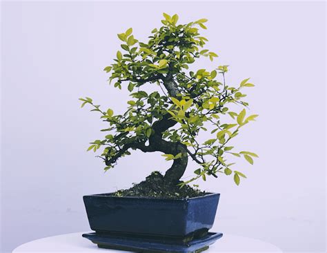 Bonsai Pots - A Range of Colours and Sizes | Bonsai2U