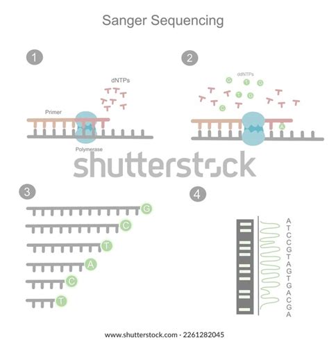 17 Sanger Method Images, Stock Photos & Vectors | Shutterstock