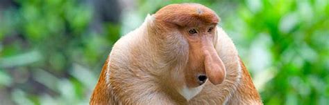 Proboscis Monkey