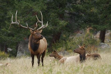 1-2 Day Trophy 350+/- Rocky Mountain Bull Elk Hunt for One Hunter & One ...