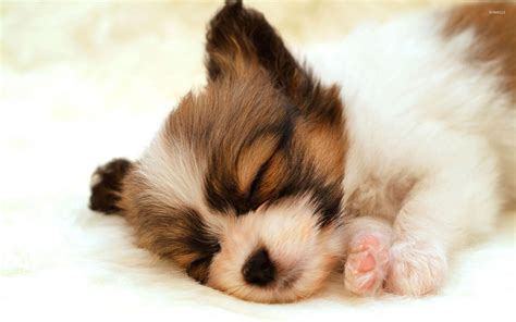 Cute Sleeping Puppy Wallpapers - Wallpaper Cave