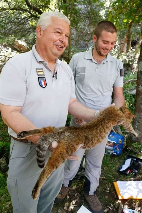 New Feline Species Dubbed A "Fox Cat" Found On French Island - Cole & Marmalade