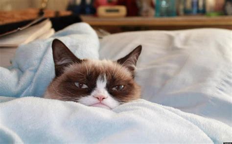 grumpy cat bed Memes - Imgflip