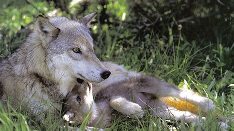 Baby Wolf Wallpaper (60+ pictures) - WallpaperSet