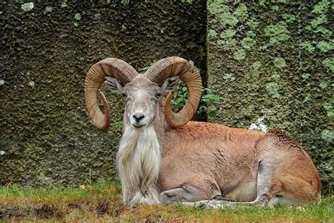 Discover the Urial: Habitat, Behavior, Diet, and Conservation