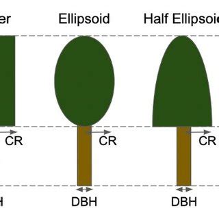 Canopy shapes used for the virtual forest. The canopy structures are... | Download Scientific ...