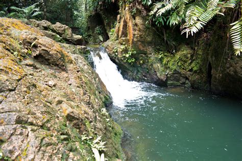 Ayer Hitam Forest Reserve, Puchong - Rainforest Journal