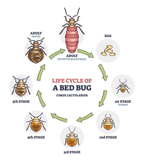 Bed Bug Heat Treatment Cost & Process Revealed (UK) | Merlin Environmental