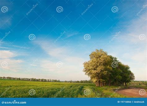 Idyllic landscape stock photo. Image of landscape, green - 19716866