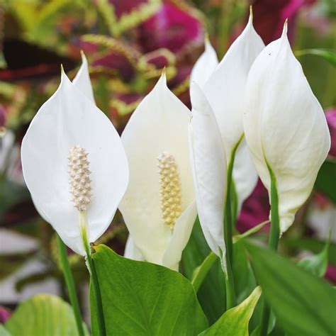 Peace Lily Propagation - Teak And Terracotta