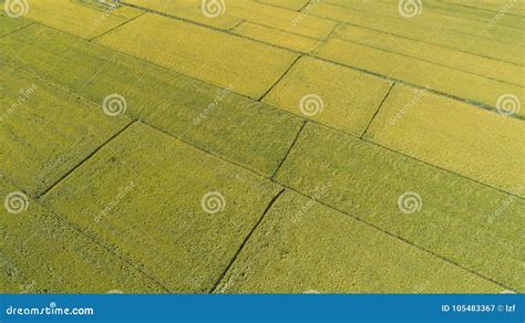 Aerial View of the Rice Field Stock Image - Image of drone, farmland ...