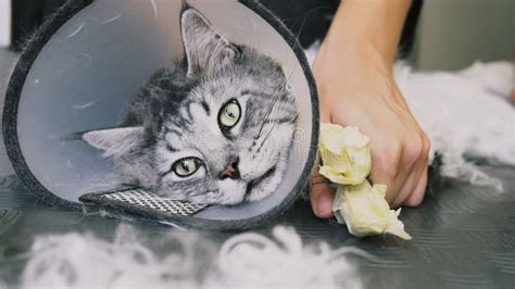 NProfessional Maine Coon Cat Grooming Close-up. Stock Photo - Image of face, blue: 127240708