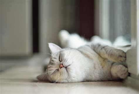 Cutest Photos of Kittens Sleeping | Reader's Digest