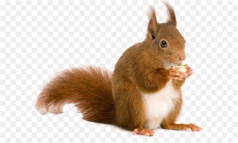 Red squirrel Clip art - squirrel png download - 2346*2628 - Free ...