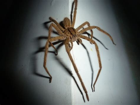 Cane Spider - Animals Around The Globe