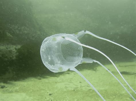 Box Jellyfish Sting