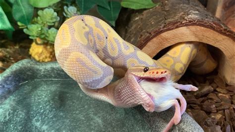 Banana Ball Python Feeding Guide: What Do They Eat? - Fruit Faves