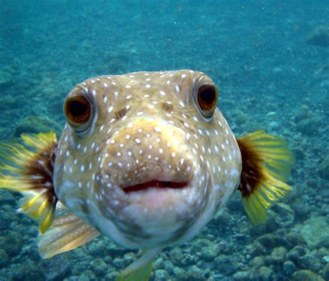 File:Puffer Fish DSC01257.JPG - Wikipedia, the free encyclopedia