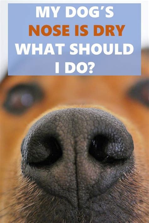 My Dog's Nose is Dry What Should I do? | Dry dog nose, Dog nose, Dog nose remedy