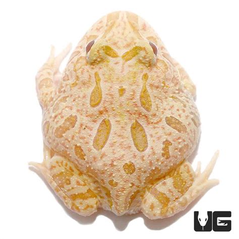 Strawberry Pineapple Pacman Frogs For Sale - Underground Reptiles