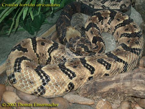 VenomousReptiles.org Libraries