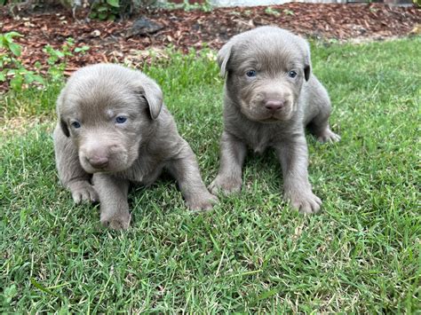 Silver Labrador Retriever Puppies for Sale | Silver and Charcoal Kennels