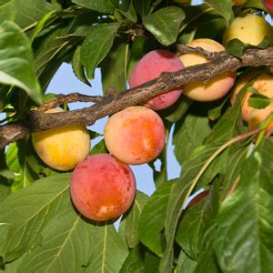 Plum Parfait Plumcot - One Green World