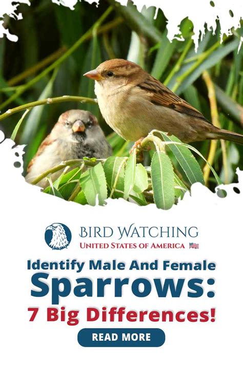 Identify Male and Female Sparrows: 7 Big Differences