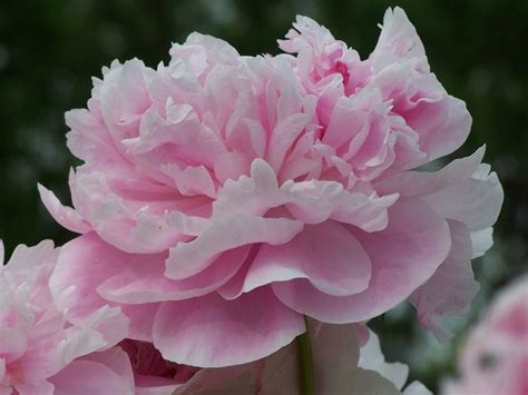 Pink Carnation, photo file, #1394951 - FreeImages.com