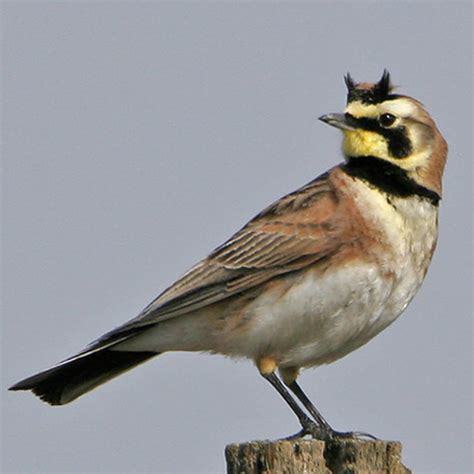 Horned Lark | BirdNote