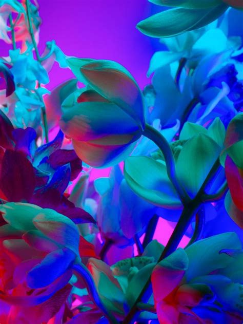 Torkil Gudnason - Hothouse Color #163 | Neon flowers, Neon aesthetic, Color photography