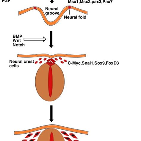 Neural crest development. Neural crest forms at the junction between ...