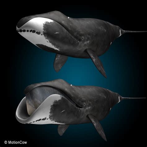 Bowhead Whale – MotionCow