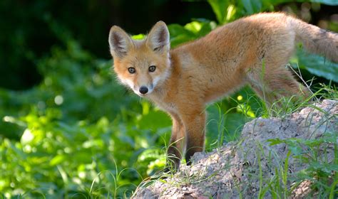 Fox cub red eyes foxes baby wallpaper | 2702x1600 | 719357 | WallpaperUP