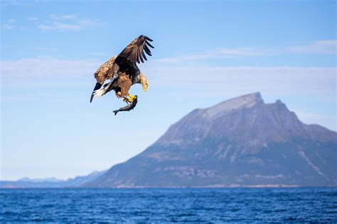 Birdwatching | Eagles, Puffin and Eider | Visit Northern Norway