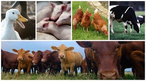 What is Livestock Farming – UpVey