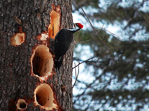 Pileated Woodpecker Size