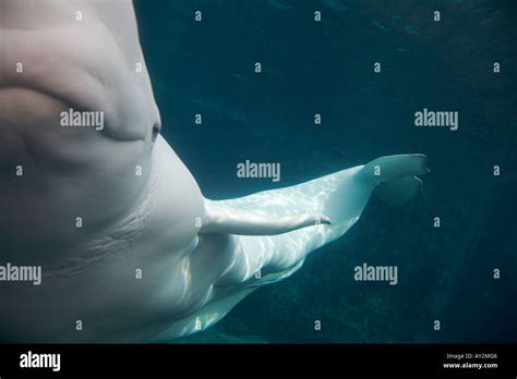 Beluga Whale Mystic Aquarium Institute For Exploration Mystic Connecticut United States of ...