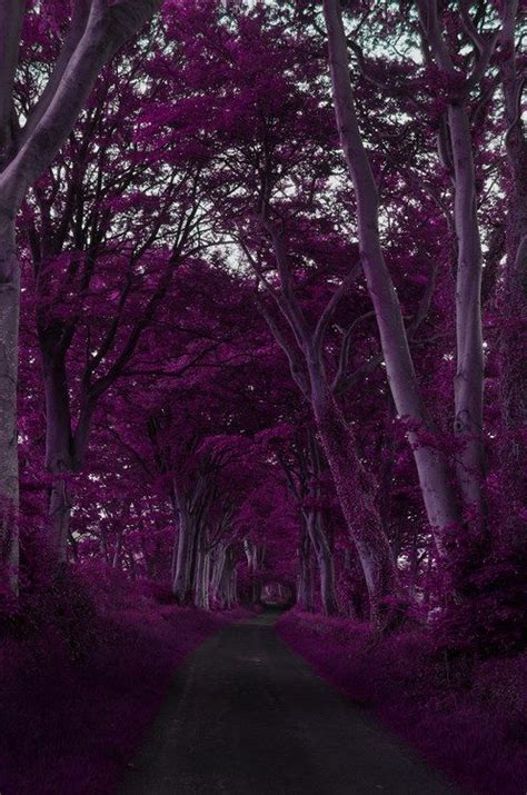 Purple Forest, Scotland photo via viktor | Scotland. | Pinterest