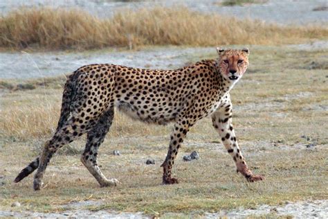 File:Acinonyx jubatus walking edit.jpg - Wikipedia