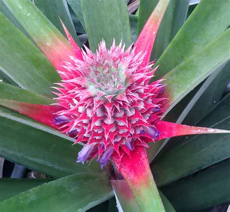 How pineapple plants grow – Florida Fruit Geek