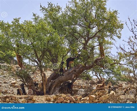 Goats Standing and Climbing in a Argan Oil Tree Stock Image - Image of ...