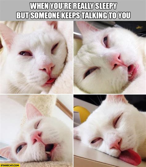 When you’re really sleepy but someone keeps talking to you tired cat ...