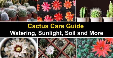 Cactus Care Guide: Watering, Sunlight, Soil and More