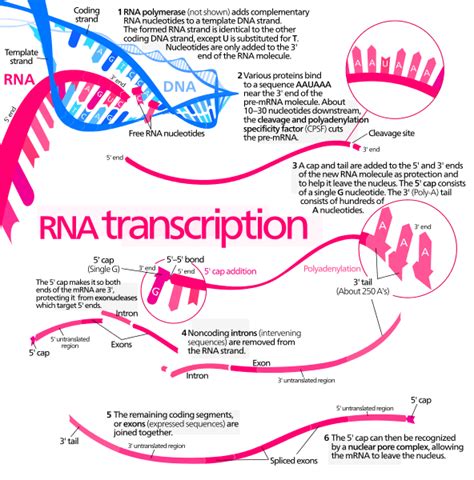 Transcription (biology) Definition and Examples - Biology Online Dictionary