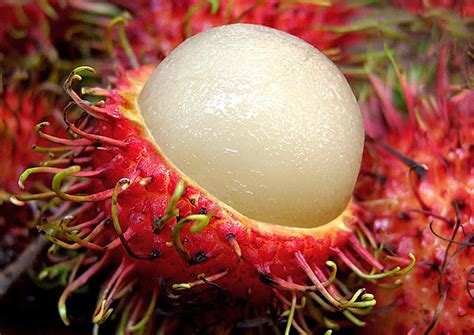 Health Benefits of Eating Rambutan Fruit | Health Benefits of Fruit